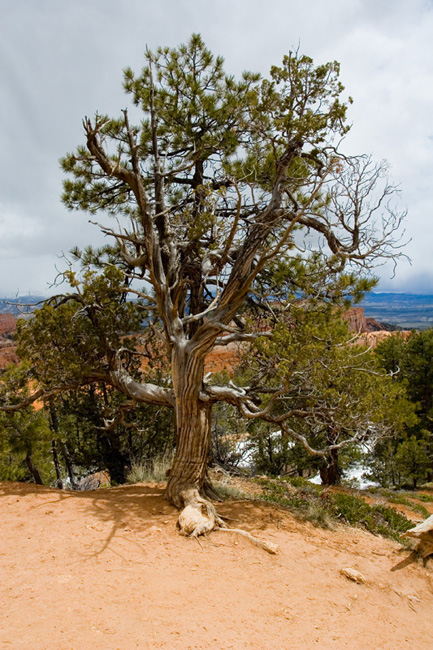 Juniper Tree, Bryce Canyon National Park