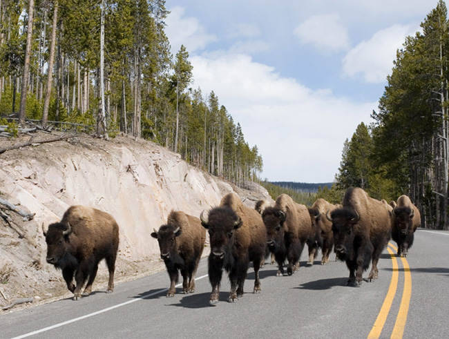 Buffalo on roadway, Yellowstone National Park