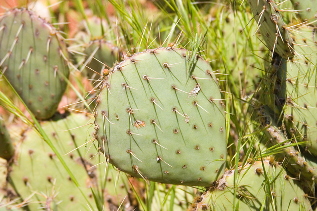 Prickly Pear Cactus