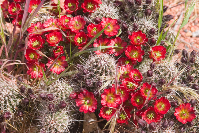 Claret Cup Cactus