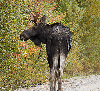 Young Bull Moose in Maine