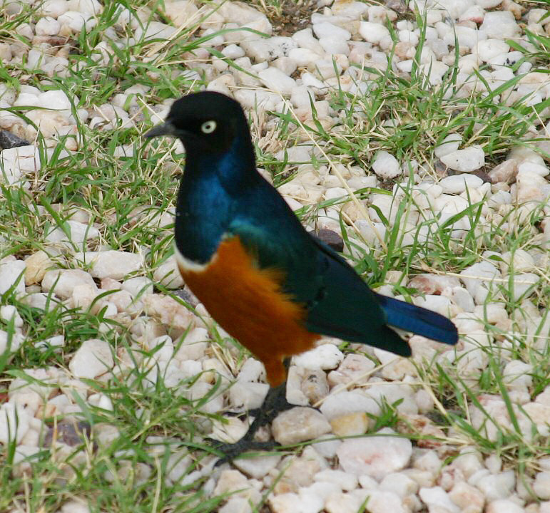 Superb Starling ... is this not a superb bird?