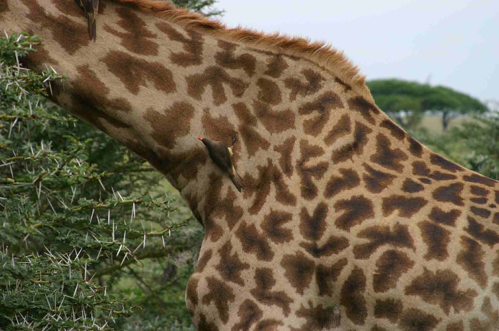 Ox Pecker bird on a Giraffe