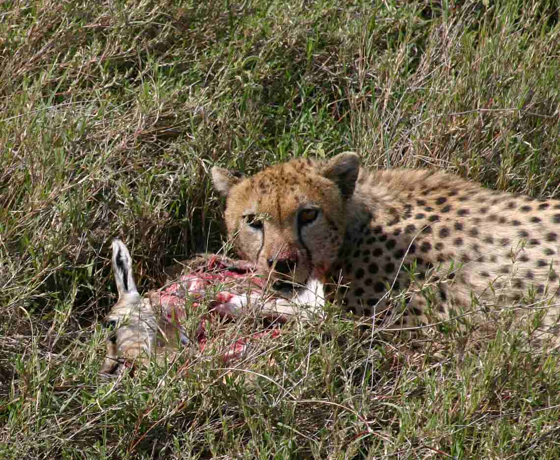 A Cheetah on her kill