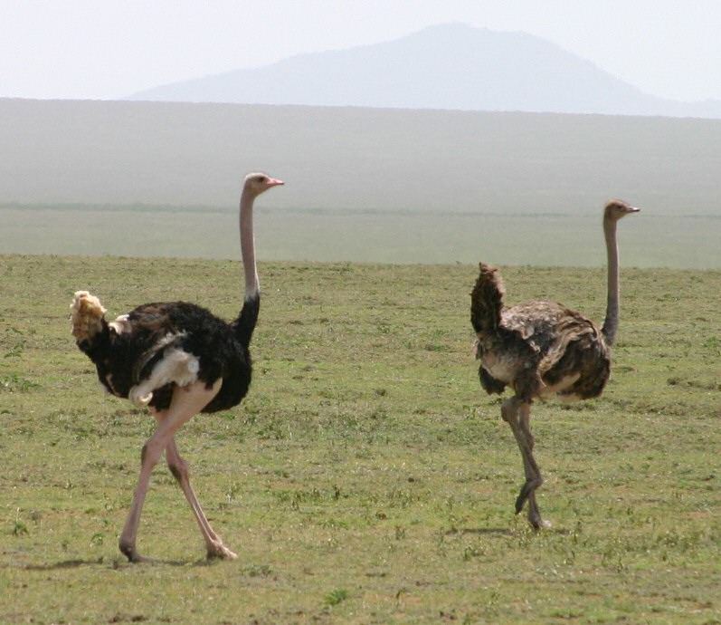 Ostrich ... male left, female right