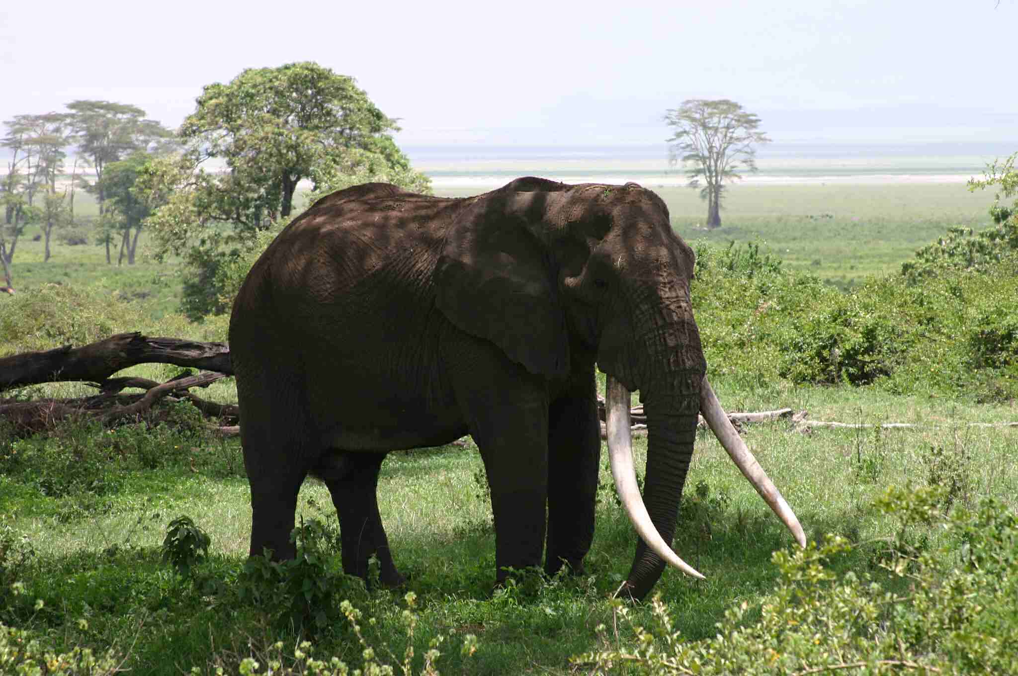 A big tusker in Ngorongoro Crater