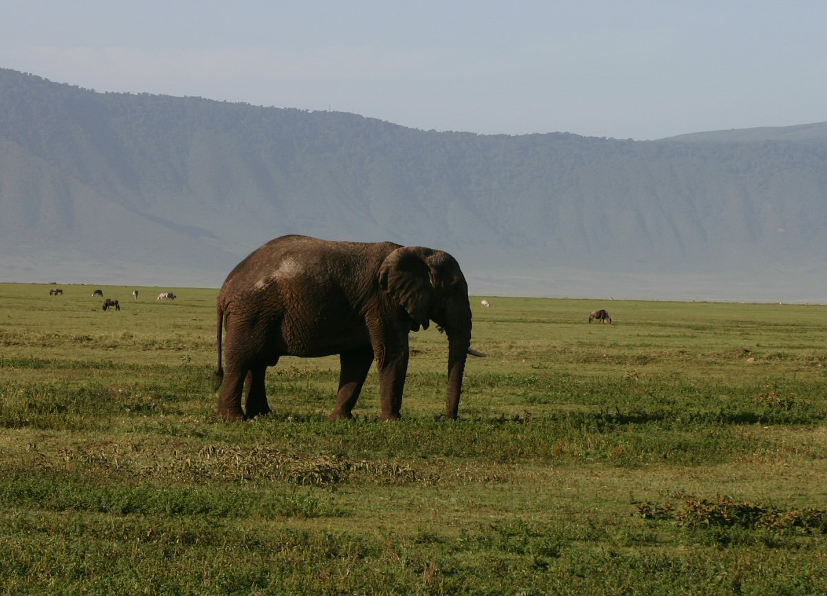 Artsy photograph of an elephant with the Ngorongoro Crater rim in the background