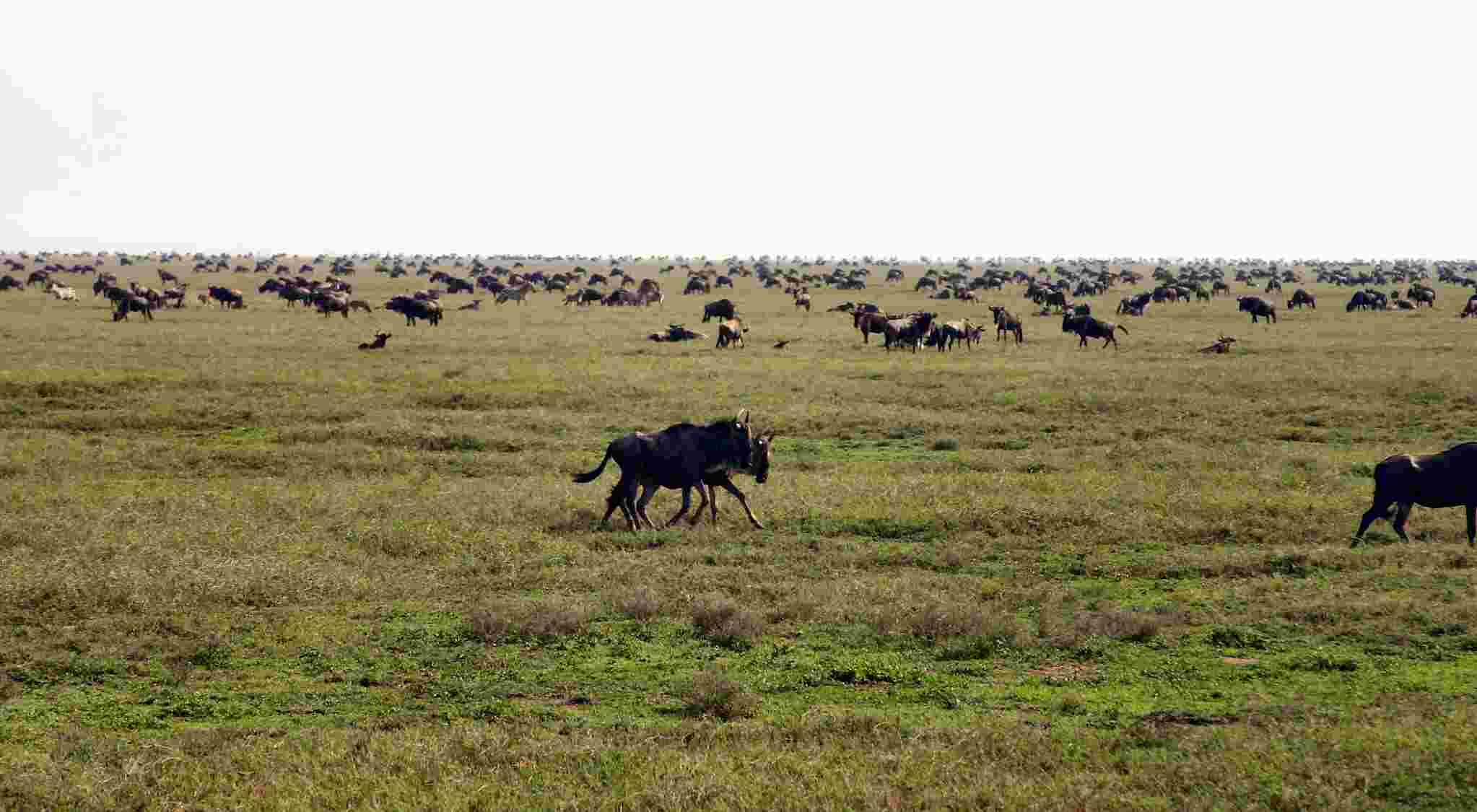 Wildebeest Migration