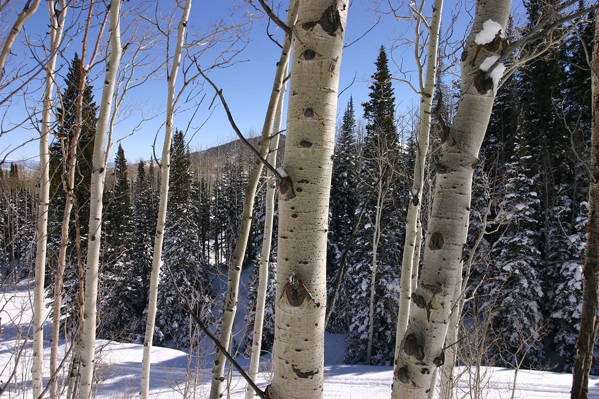 Aspen near Canyons Ski Area in Park City, UT