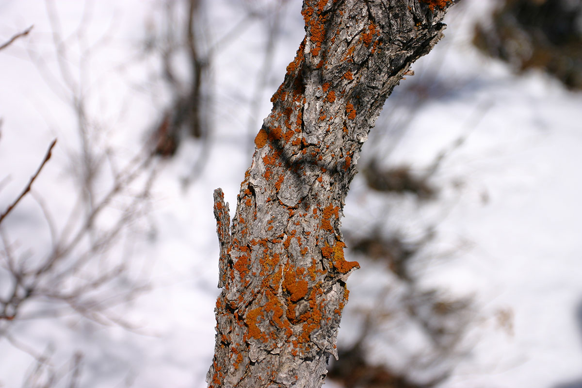 Lichen on tree near Canyons Ski area in Park City, UT