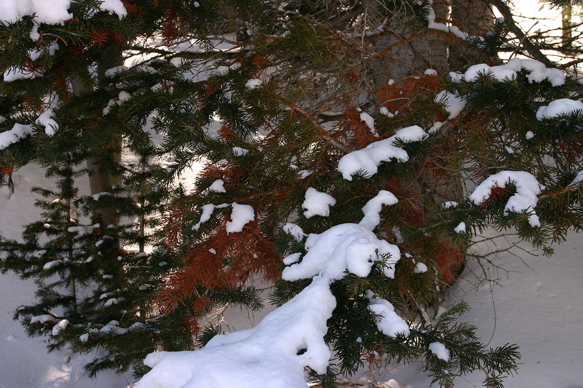 Pine needles near Canyons Ski area in Park City, UT