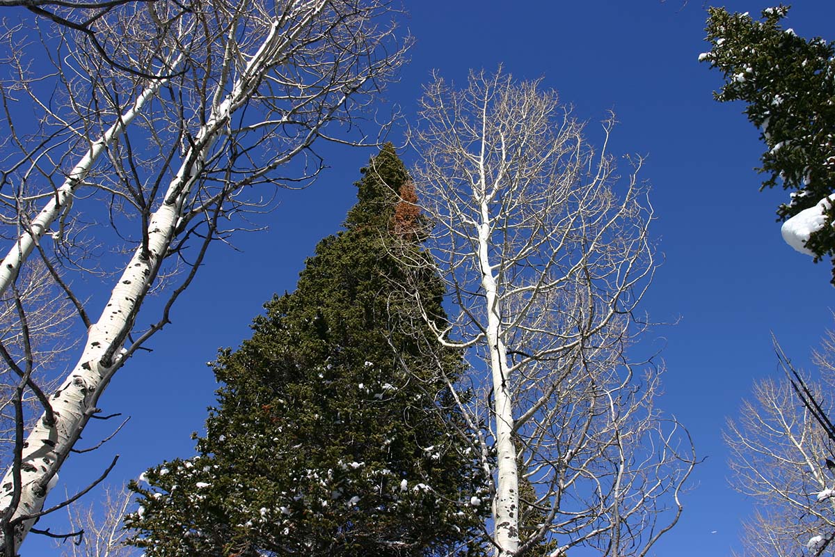 Fir and Aspen near Canyons Ski area in Park City, UT