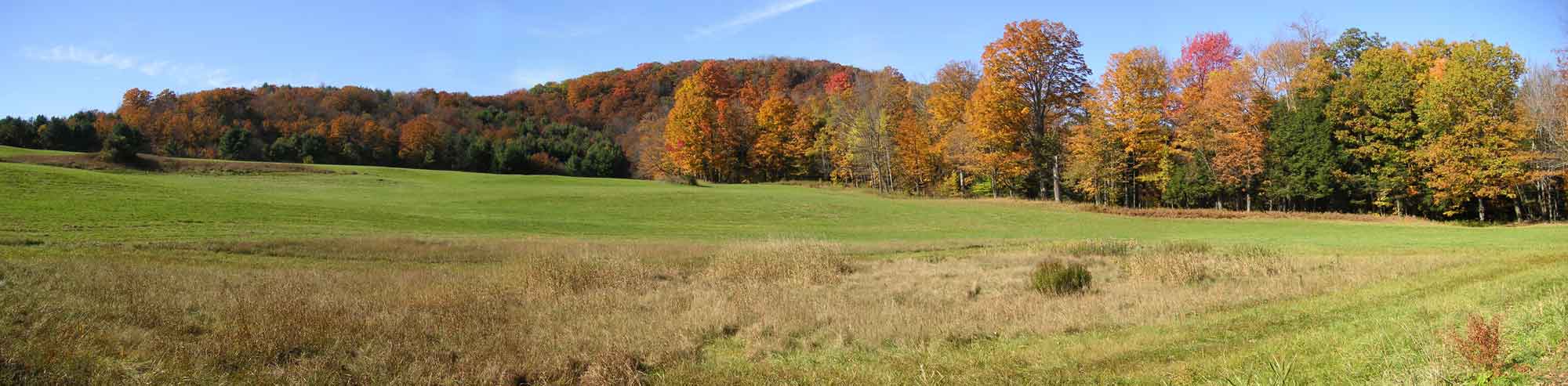 Autumn leaves on a meadow in Woodstock VT (back side of Mt Tom) Oct 2004